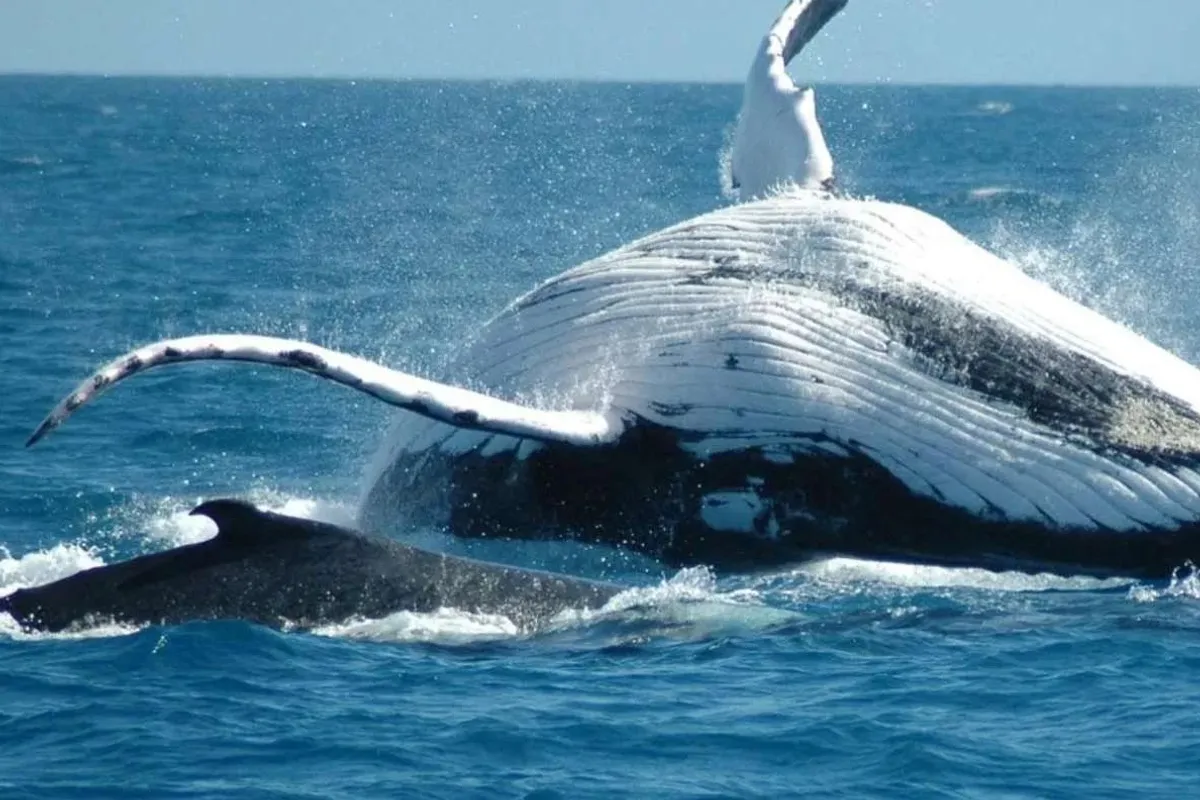 Observation des baleines à bosse depuis Punta Cana