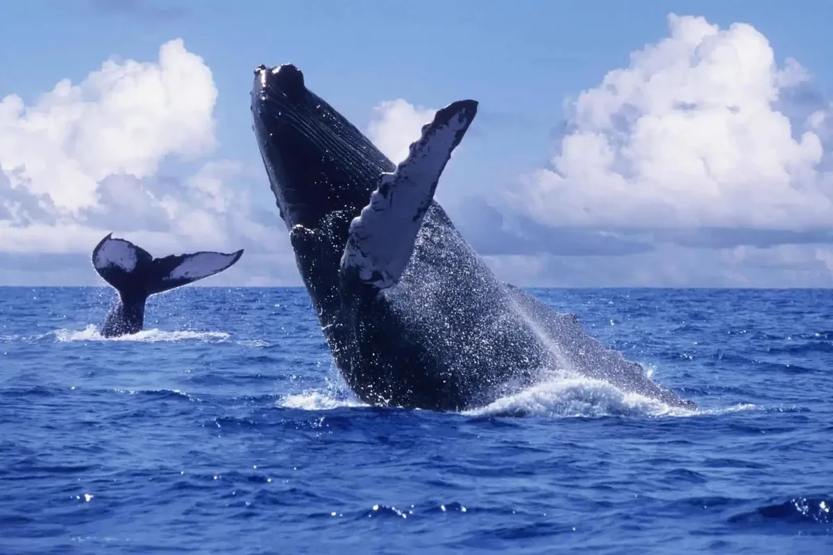 Samaná Whale Watching from Las Terrenas