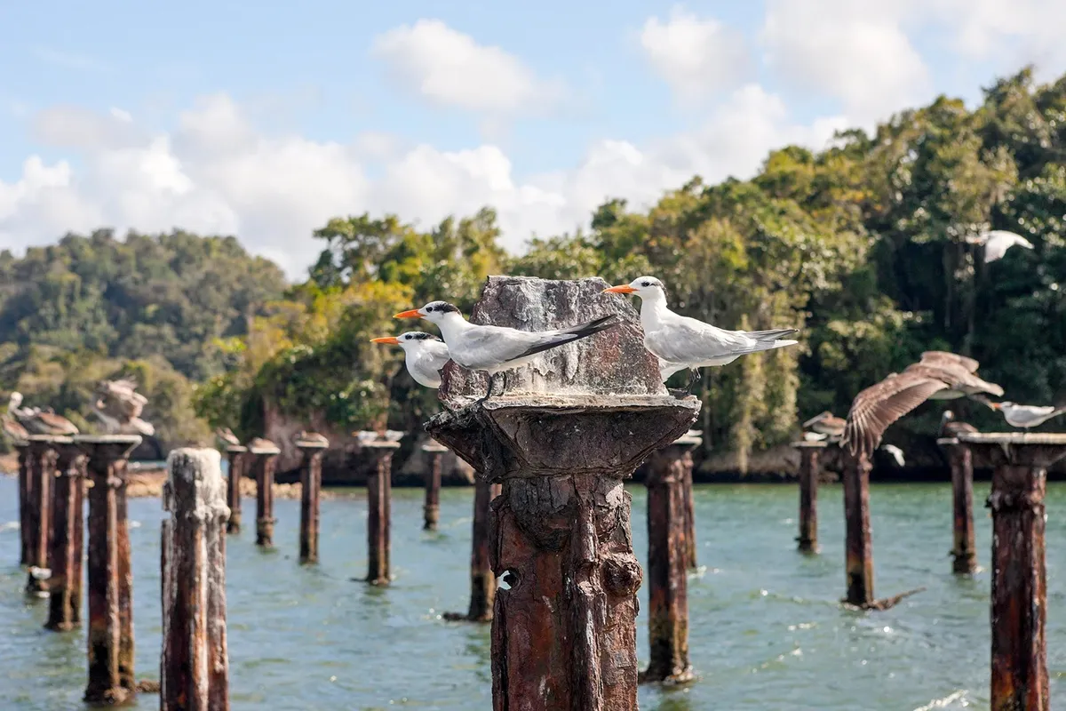 Parque Nacional Los Haitises desde Las Terrenas