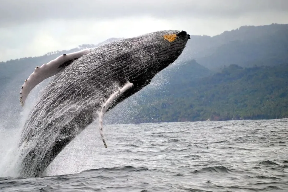 Avistamiento de Ballenas Jorobadas desde Santo Domingo