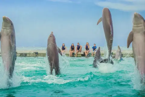 Dolphin Island Punta Cana