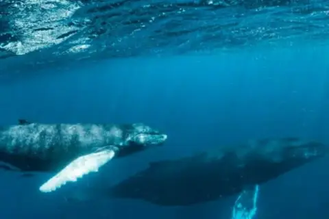 Observation des baleines à bosse depuis Punta Cana