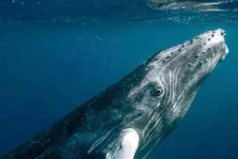 Observation des baleines à bosse depuis Punta Cana