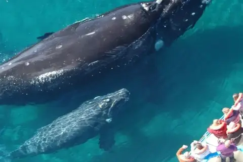 Observation des baleines à bosse depuis Punta Cana