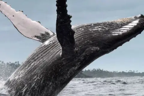 Observation des baleines à bosse depuis Punta Cana