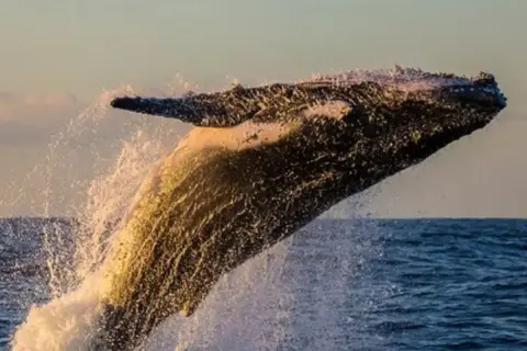 Observation des baleines à bosse depuis Punta Cana