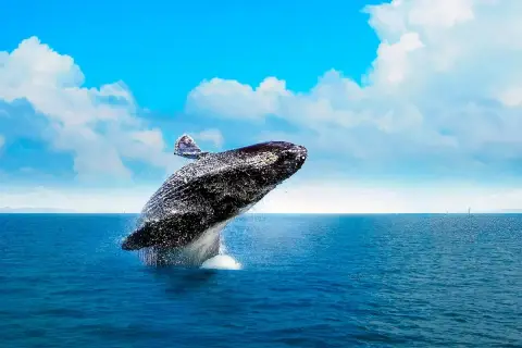 Samaná Whale Watching from Las Terrenas