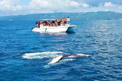 Avistamiento de Ballenas Jorobadas desde Santo Domingo