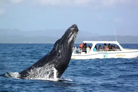Avistamiento de Ballenas Jorobadas desde Santo Domingo